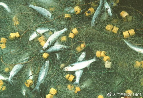 AquaTech 2026 馬來西亞漁業(yè)展覽會 領(lǐng)航漁業(yè)新紀元，驅(qū)動畜牧漁業(yè)飼料銷售創(chuàng)新